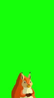 Kızıl Sincap. El yapımı animasyon 4K görüntüler yeşil ekranda izole edildi. Dikey video