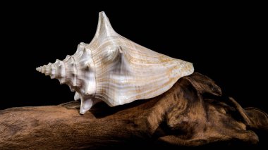 Stunning Strombus gigas shell with pink and white tones, resting elegantly on textured driftwood, isolated against a black background clipart