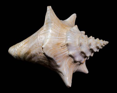 Çarpıcı Strombus gigas kabuğu, siyah arka planda izole edilmiş pembe ve beyaz tonlar.