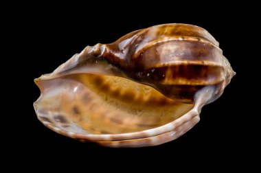 Doğal güzelliğini vurgulamak için siyah bir arkaplana karşı karışık desenli Harpa amouretta kabuğuna yakın plan.