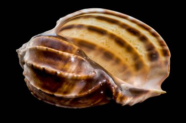 Doğal güzelliğini vurgulamak için siyah bir arkaplana karşı karışık desenli Harpa amouretta kabuğuna yakın plan.