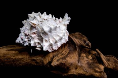 Close-up of a Red-mouthed Murex shell or Murex erythrostomus on rugged driftwood, set against a black background clipart