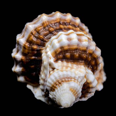 Close-up of a Distorsio anus sea shell on a solid black background. The shell features intricate ridges, vibrant brown and white patterns, and a natural glossy texture