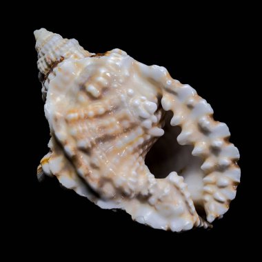 Close-up of a Distorsio anus sea shell on a solid black background. The shell features intricate ridges, vibrant brown and white patterns, and a natural glossy texture