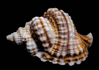 Close-up of a Distorsio anus sea shell on a solid black background. The shell features intricate ridges, vibrant brown and white patterns, and a natural glossy texture