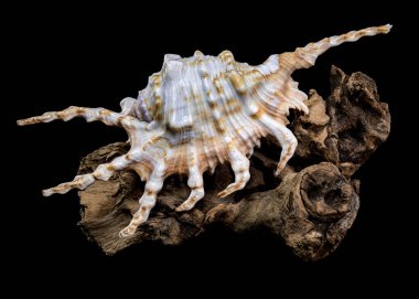 Kuzu akrebi ya da akrep kabuğunun yakın planda, siyah bir arkaplana karşı ahşap bir yüzey üzerinde gösterilen karmaşık dikenli kabuğu.