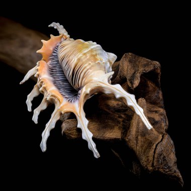 Kuzu akrebi ya da akrep kabuğunun yakın planda, siyah bir arkaplana karşı ahşap bir yüzey üzerinde gösterilen karmaşık dikenli kabuğu.