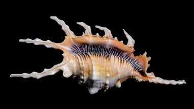 Siyah arka planda bir Akrep Kabuğu 'nun yakın plan görüntüsü. Kabuk karmaşık çıkıntılar, canlı kahverengi ve beyaz desenler ve doğal parlak bir doku içerir.