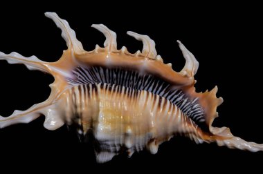 Siyah arka planda bir Akrep Kabuğu 'nun yakın plan görüntüsü. Kabuk karmaşık çıkıntılar, canlı kahverengi ve beyaz desenler ve doğal parlak bir doku içerir.