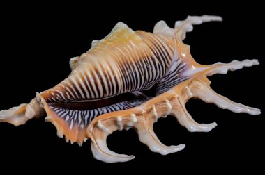 Siyah arka planda bir Akrep Kabuğu 'nun yakın plan görüntüsü. Kabuk karmaşık çıkıntılar, canlı kahverengi ve beyaz desenler ve doğal parlak bir doku içerir.