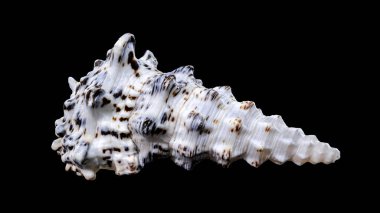 Serityum nodülozum kabuğunun siyah bir arkaplana yerleştirilmiş desenli detaylı yakın çekimi