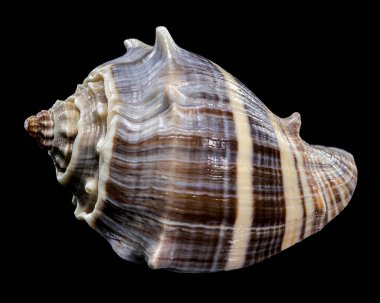 Bir Melongena melongena kabuğunun siyah arka plana yakın plan, karmaşık dokular ve doğal ayrıntılar