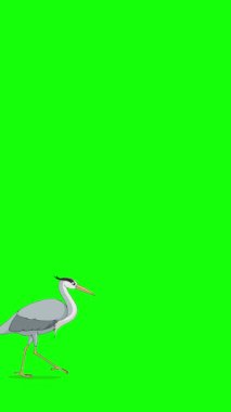 Beyaz balıkçıl. El yapımı 2D animasyon 4K görüntü yeşil ekranda izole edildi. Video düzenleme, vahşi yaşam projeleri veya kuş temalı yaratıcı çalışmalar için dikey görüntüler