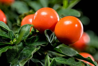 Parlak turuncu Solanum psödocapsicum ya da yeşil yapraklı ve siyah arkaplanlı Kudüs kiraz üzümü, dekoratif ve botanik kullanımlar için ideal.