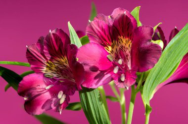 Yeşil yapraklı koyu kırmızı alstromerya çiçeklerinin yakın çekimi, zengin pembe arka planda izole edilmiş, narin yapraklarını ve karmaşık ayrıntılarını gözler önüne seriyor.