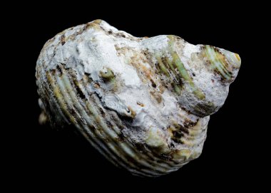 Siyah bir zemin üzerine vurgulanmış Turbo argyrostomus kabuğunun yakın plan görüntüsü, desenli yüzeyi ve doğal rengini vurguluyor