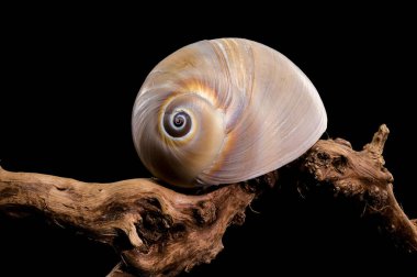 Close-up of a Polymita picta shell, also known as the Cuban painted snail, placed on black background, highlighting its spiral design and vibrant natural beauty clipart