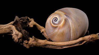 Küba boyalı salyangozu olarak da bilinen Polymita pikta kabuğunun yakın plan görüntüsü, siyah arka plana yerleştirilmiş, spiral tasarımı ve canlı doğal güzelliği vurguluyor.