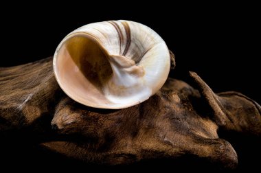 Close-up of a Polymita picta shell, also known as the Cuban painted snail, placed on black background, highlighting its spiral design and vibrant natural beauty clipart