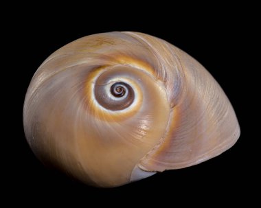 Close-up of a Polymita picta shell, also known as the Cuban painted snail, placed on textured wood with a black background, highlighting its spiral design and vibrant natural beauty clipart