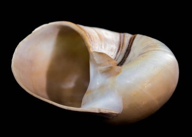 Kübalı boyalı salyangoz olarak da bilinen Polymita pikta kabuğunun yakın plan resmi, siyah arka planda dokulu ahşap üzerine yerleştirilmiş, spiral tasarımı ve canlı doğal güzelliği vurguluyor.