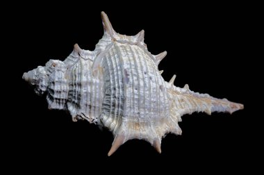 Siyah arkaplana karşı gösterilen bir Murex spinicosta kabuğunun yakın plan görüntüsü