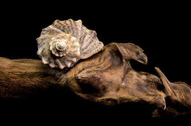 Rapana venosa deniz salyangozu kabuğunun yakın plan resmi siyah bir arka planda sürükleniyor. Detaylı dokusu ve doğal desenleri gözler önüne seriliyor.