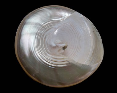 Bir Tectus piramit kabuğunun yakın plan yakın plan, siyah arka plan karşı, sarmal yapısı ve yanardöner parlaklığı sergiliyor