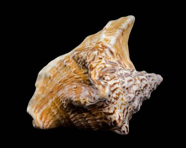 Close-up of a textured Lobatus raninus seashell with orange and white tones, displayed on against a black background clipart