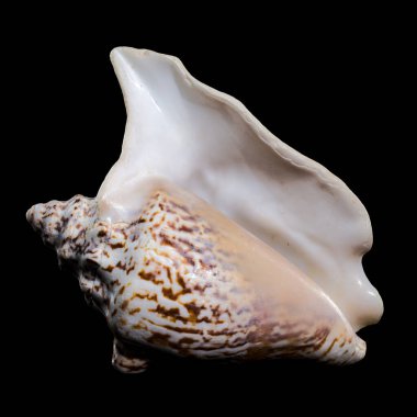 Siyah arka planda turuncu ve beyaz tonlu desenli bir Lobatus raninus deniz kabuğunun yakın plan görüntüsü