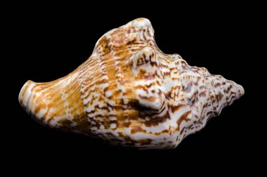 Close-up of a textured Lobatus raninus seashell with orange and white tones, displayed on against a black background clipart