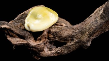 Pürüzsüz, beyaz bir Naria erosa kovboy kabuğunun yakın plan görüntüsü.