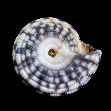 Çarpıcı bir Architectonicidae kabuğu, aynı zamanda merdiven kabuğu veya güneş saati olarak da bilinir, dramatik bir siyah arkaplanı vardır, karmaşık spiral desenini sergiler.