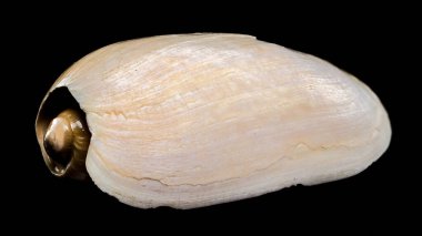 Bir Cymbium cymbium kabuğu siyah bir arkaplana karşı sergilenir, doğal güzelliğini ve pürüzsüz dokusunu sergiler.