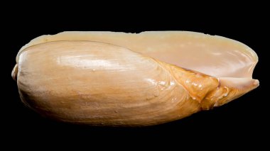 Bir Cymbium cymbium kabuğu siyah bir arkaplana karşı sergilenir, doğal güzelliğini ve pürüzsüz dokusunu sergiler.