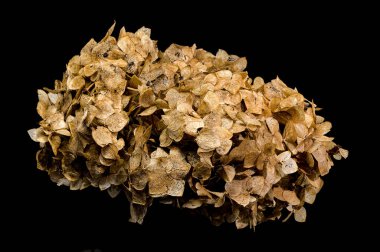 Detailed close-up of a dried hydrangea flower against a black background, highlighting its intricate texture and natural colors clipart