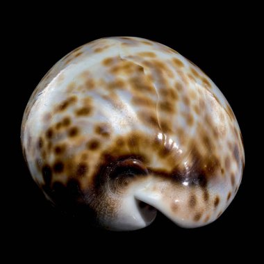 Sipraea tigris kabuğuna yakın plan, genellikle kaplan yünü olarak bilinir, siyah bir arka plana karşı, parlak yüzeyi ve benekli deseni vurguluyor.