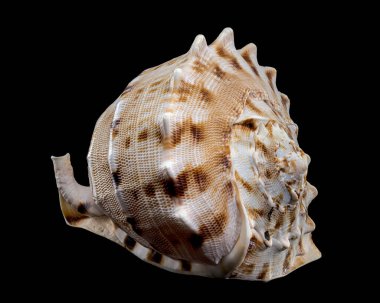 Siyah arkaplana karşı boynuzlu başlık olarak da bilinen Cassis cornuta kabuğunun yakın plan görüntüsü, karmaşık desenlerini ve dokusunu gözler önüne seriyor.