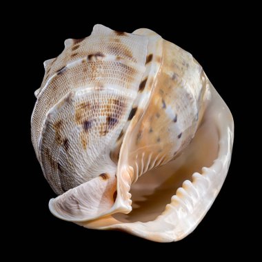 Siyah arkaplana karşı boynuzlu başlık olarak da bilinen Cassis cornuta kabuğunun yakın plan görüntüsü, karmaşık desenlerini ve dokusunu gözler önüne seriyor.