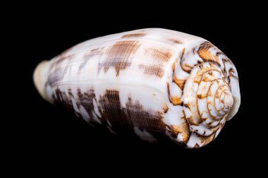 Yaygın olarak çizgili koni kabuğu olarak bilinen Conus striatus 'un yakın çekimi, siyah bir arkaplana karşı karmaşık spiral şekillerini ve topraksı tonlarını sergiliyor.
