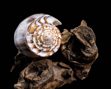 Yaygın olarak çizgili koni kabuğu olarak bilinen Conus striatus 'un yakın çekimi, karmaşık spiral şekillerini ve toprak tonlarını sergiliyor, siyah bir arkaplana karşı dokulu sürüklenen dallar üzerinde dinleniyor.