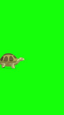 Kaplumbağa. El yapımı 2D animasyon 4K görüntü yeşil ekranda izole edildi. Video düzenleme, vahşi yaşam projeleri veya kuş temalı yaratıcı çalışmalar için dikey görüntüler