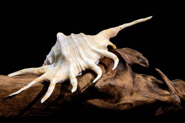 Lambis örümceğinin kabuğunun yakın plan portakal renkli kabuğu, kuru bir ahşap dalda siyah arka planda sergilenir.