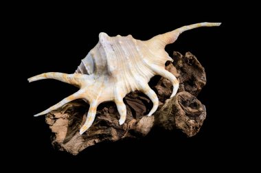 Lambis örümceğinin kabuğunun yakın plan portakal renkli kabuğu, kuru bir ahşap dalda siyah arka planda sergilenir.