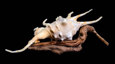 Lambis örümceğinin kabuğunun yakın plan portakal renkli kabuğu, kuru bir ahşap dalda siyah arka planda sergilenir.