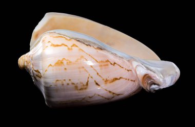 Bir Cymbiola nobilis kabuğuna yakın çekim, düz kıvrımlar ve narin desenler, siyah bir arka plana karşı, doğal zarafet ve deniz güzelliği sergiliyor.