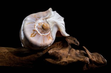 Bir Cymbiola nobilis kabuğu yakın çekim düz eğriler ve narin desenler, sürüklenen dallar üzerinde dinlenen siyah bir arka plan, doğal zarafet ve deniz güzelliği sergiler
