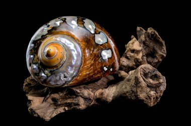 Yanardöner desenleri ve toprak tonlarıyla bir Turbo sarmatikus kabuğunun yakın çekimi, siyah bir arkaplana karşı dokulu sürüklenen dallar üzerinde dinleniyor, doğal güzelliğini ve parlaklığını vurguluyor.