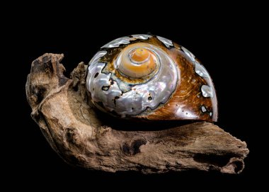 Close-up of a Turbo sarmaticus shell with iridescent patterns and earthy tones, resting on textured driftwood against a black background, emphasizing its natural beauty and shine clipart