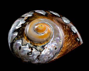 Yanardöner desenli ve toprak tonlu Turbo Sarmaticus kabuğuna yakın plan, doğal güzelliğini ve parlaklığını vurgular.